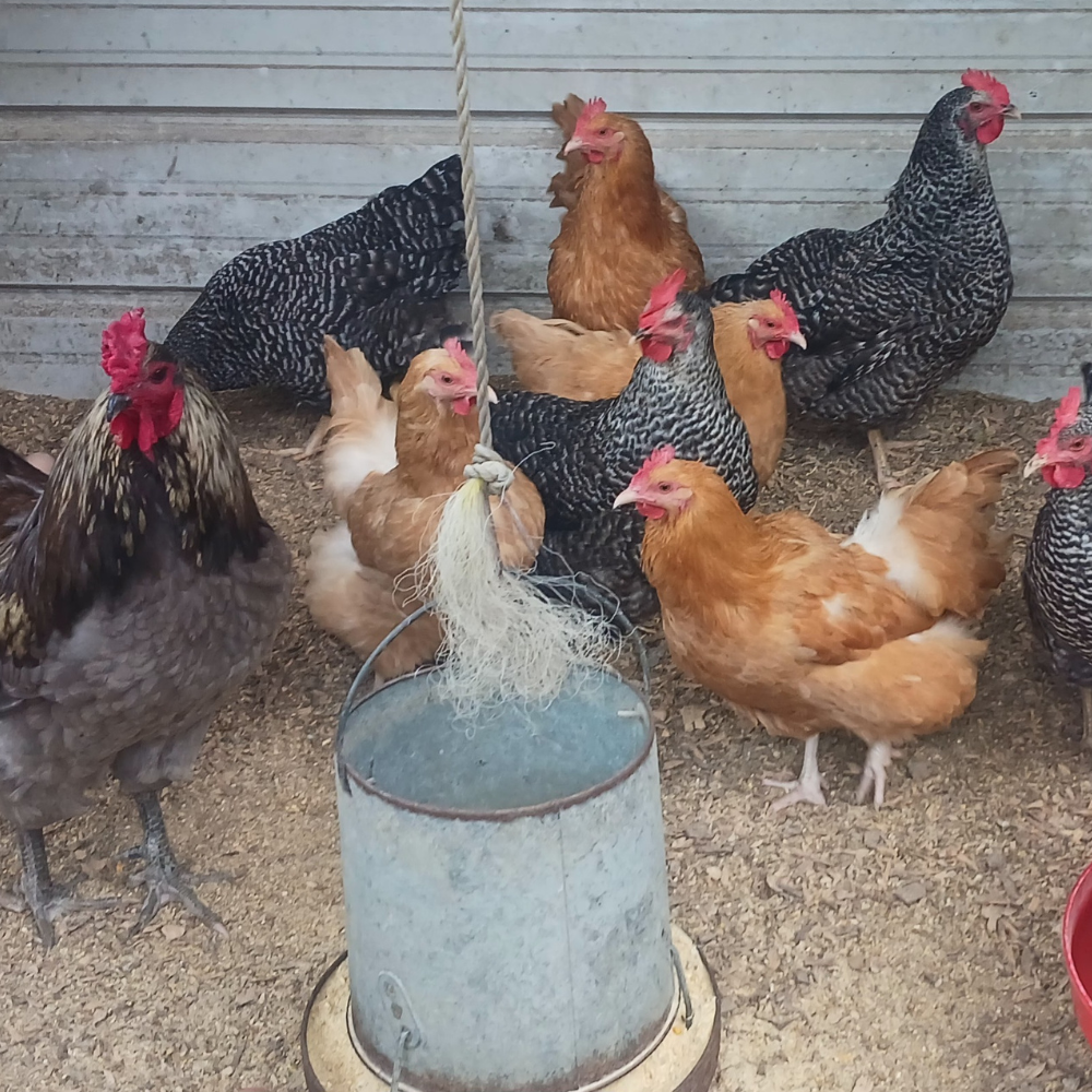 Buff Orpingtons and Barred Rock chickens