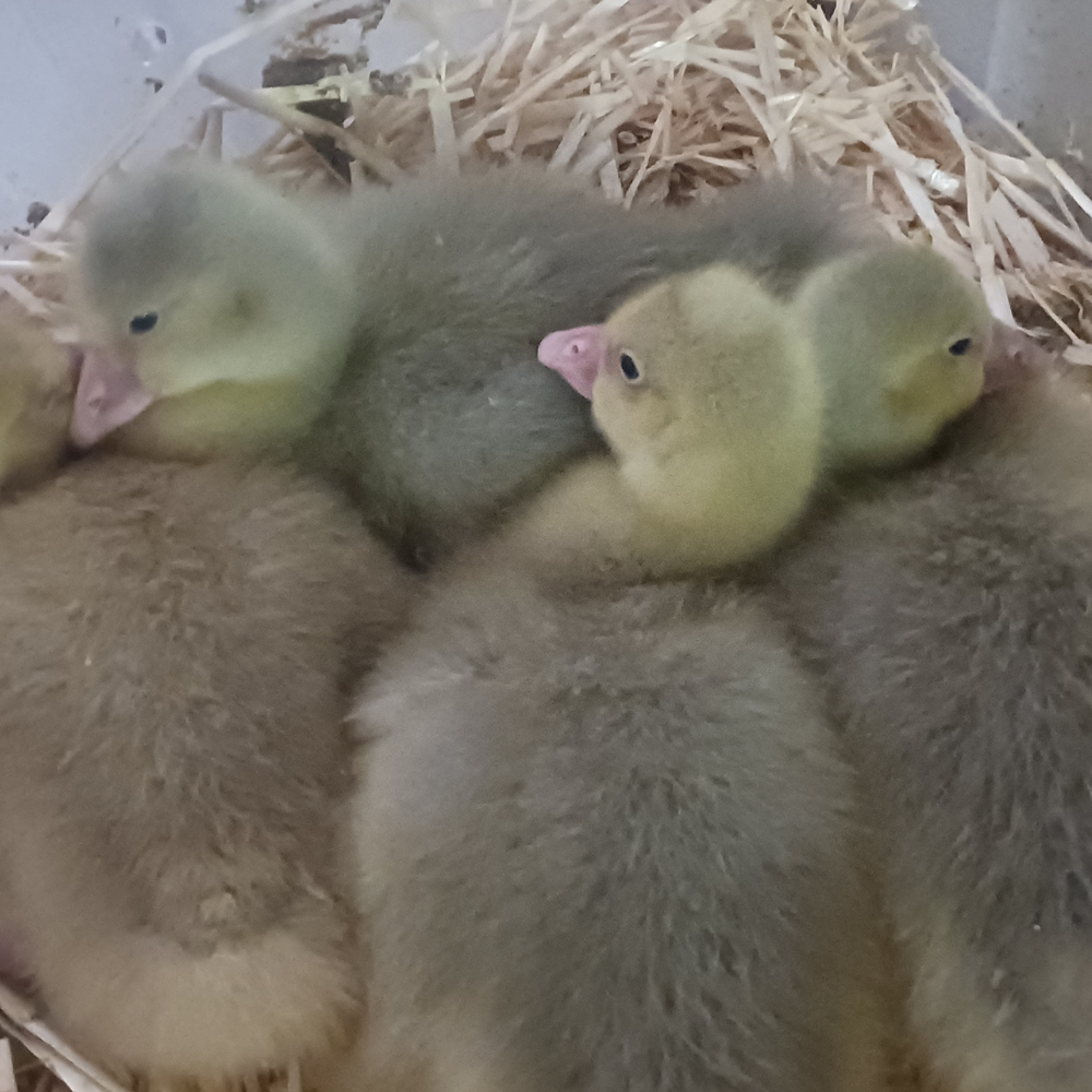 Goslings