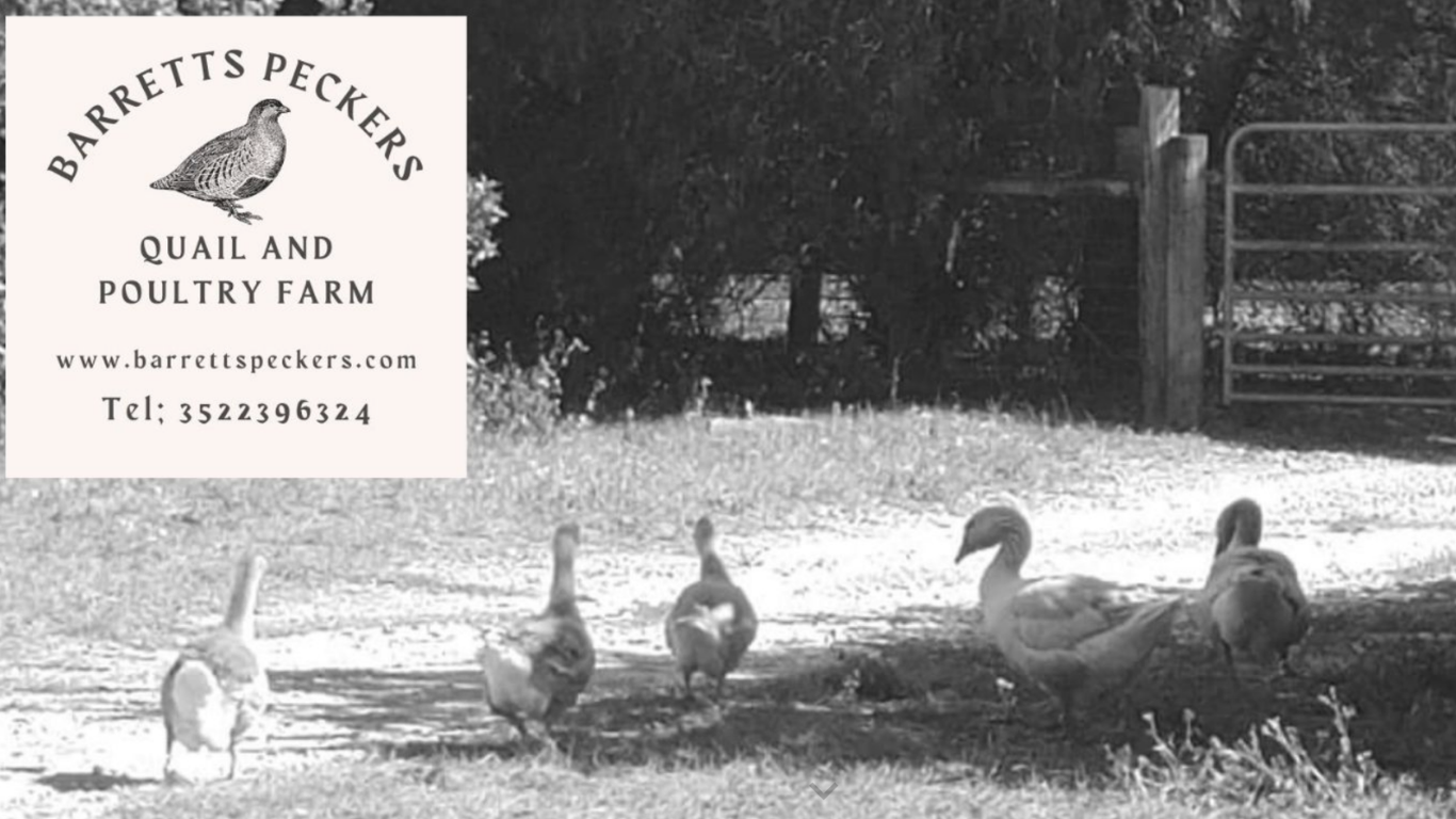 Barrett's Peckers Farm with geese