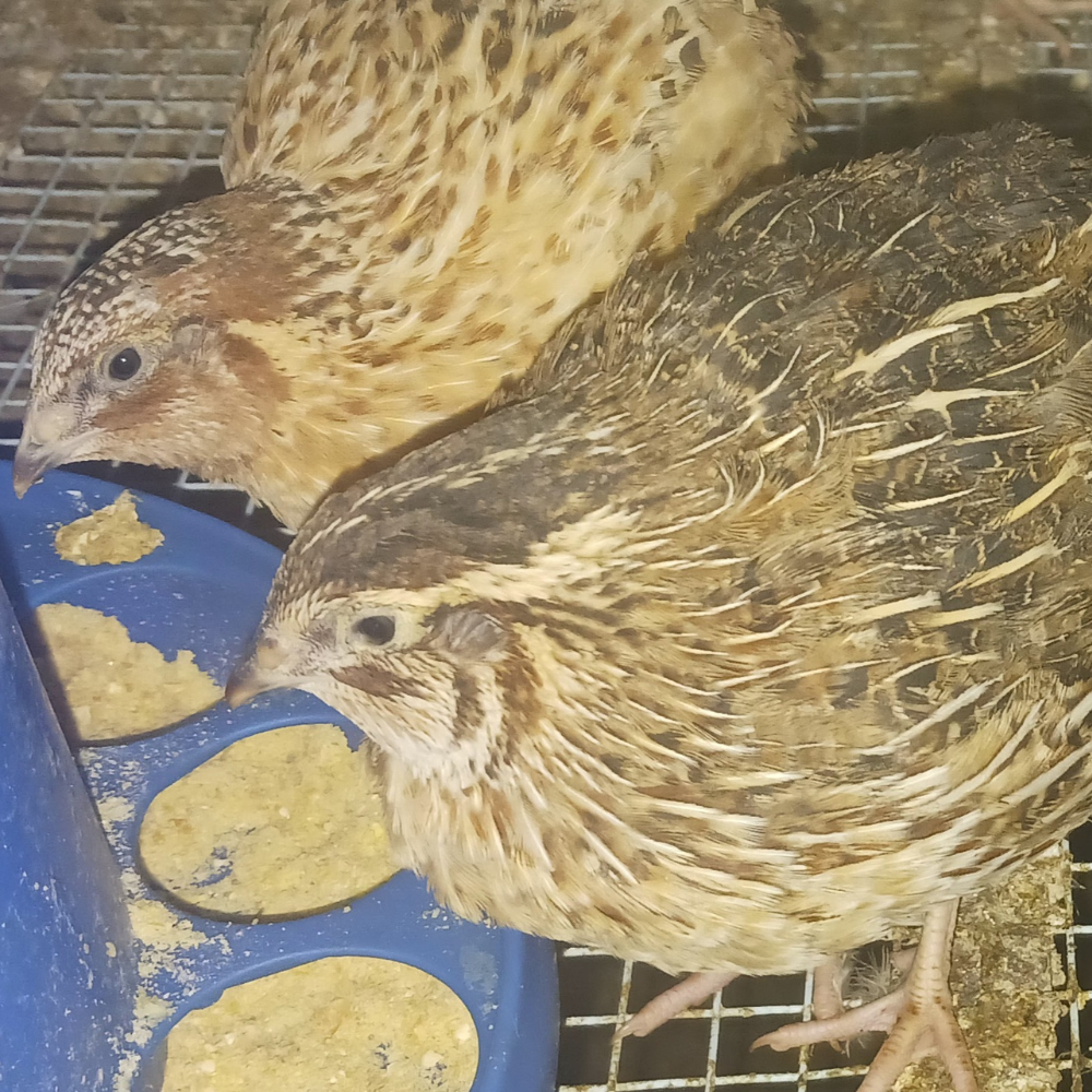 Italian Brown quail
