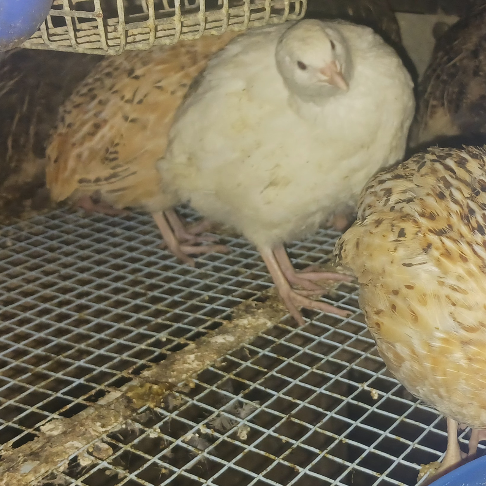 Jumbo White quail
