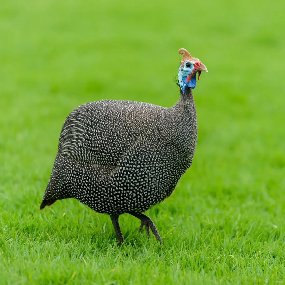 Pearl Guinea Fowl on grass