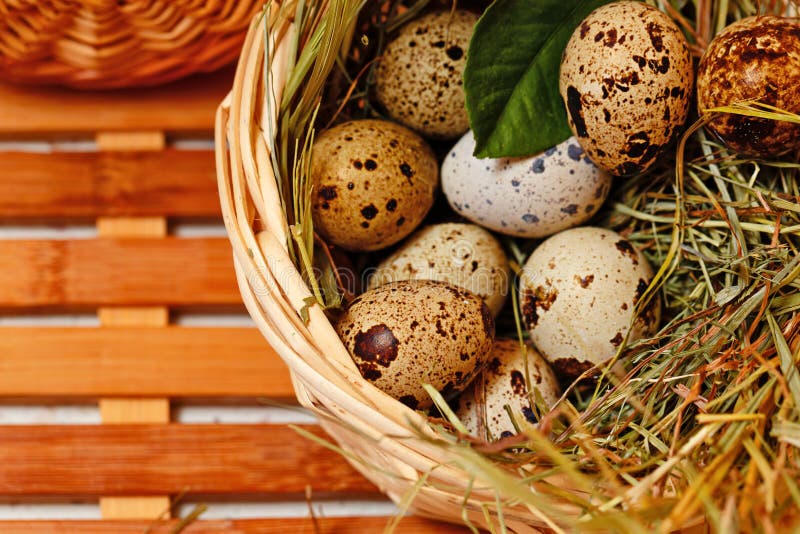 Fresh speckled quail eggs in a basket