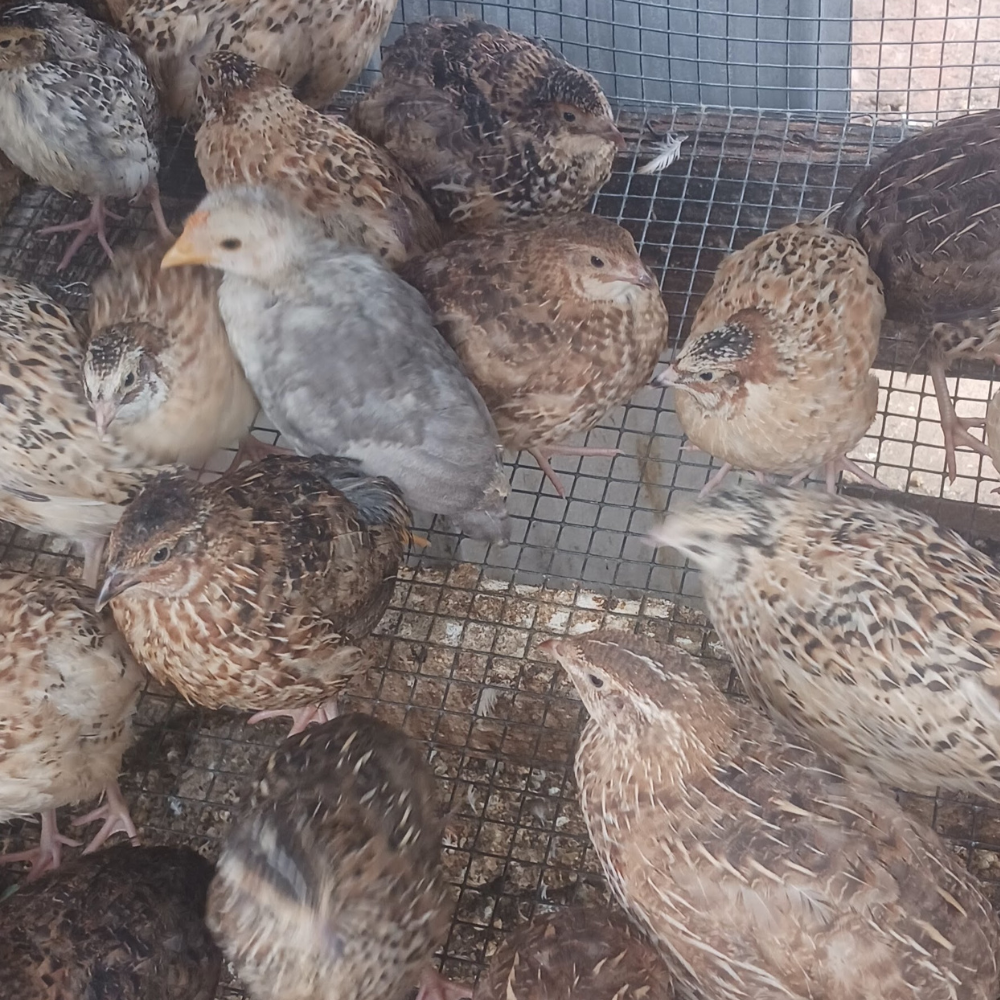 Mixed flock of Coturnix quail