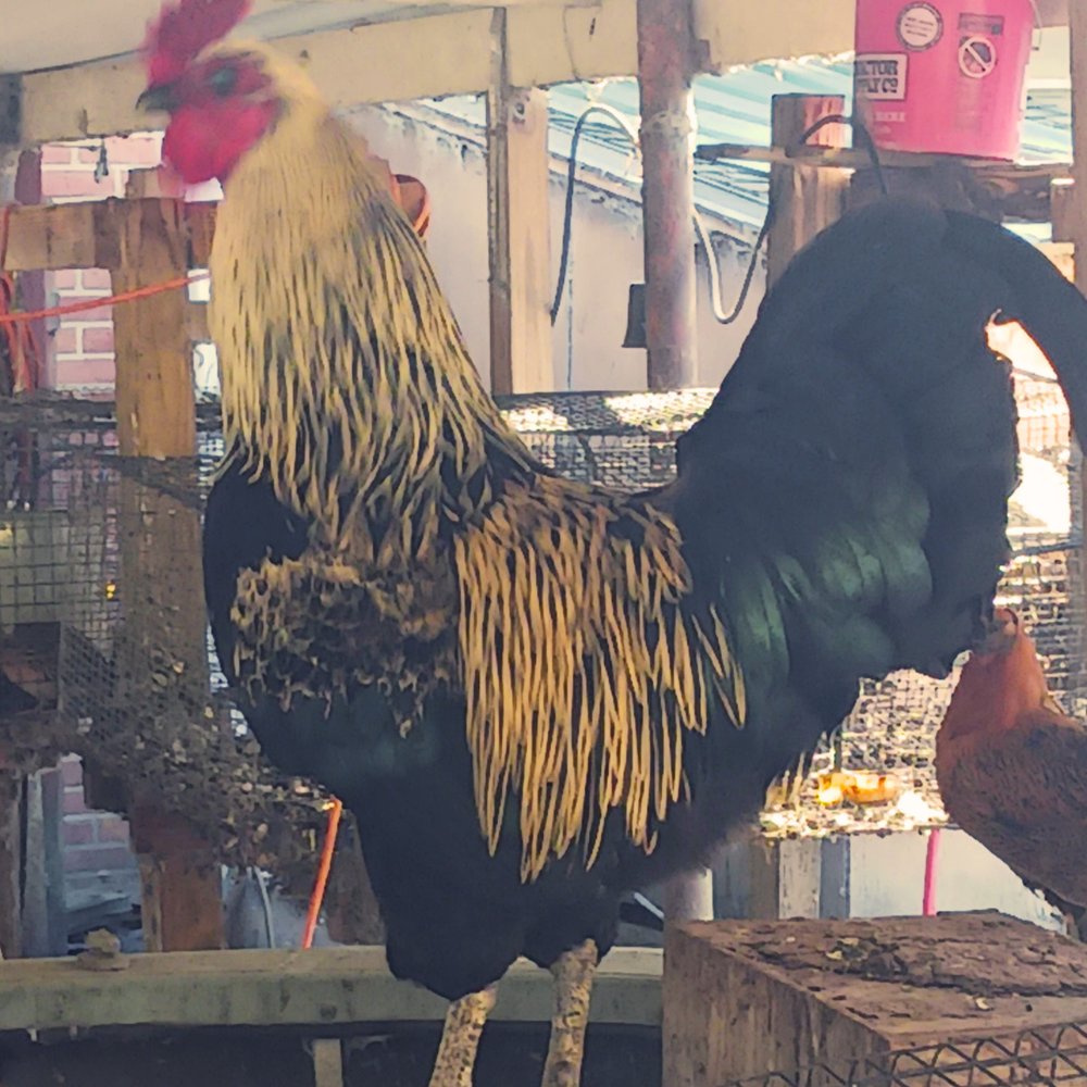 Rooster Bert