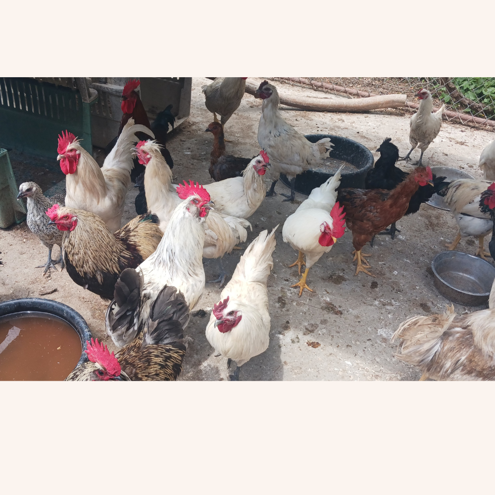 Roosters on the farm