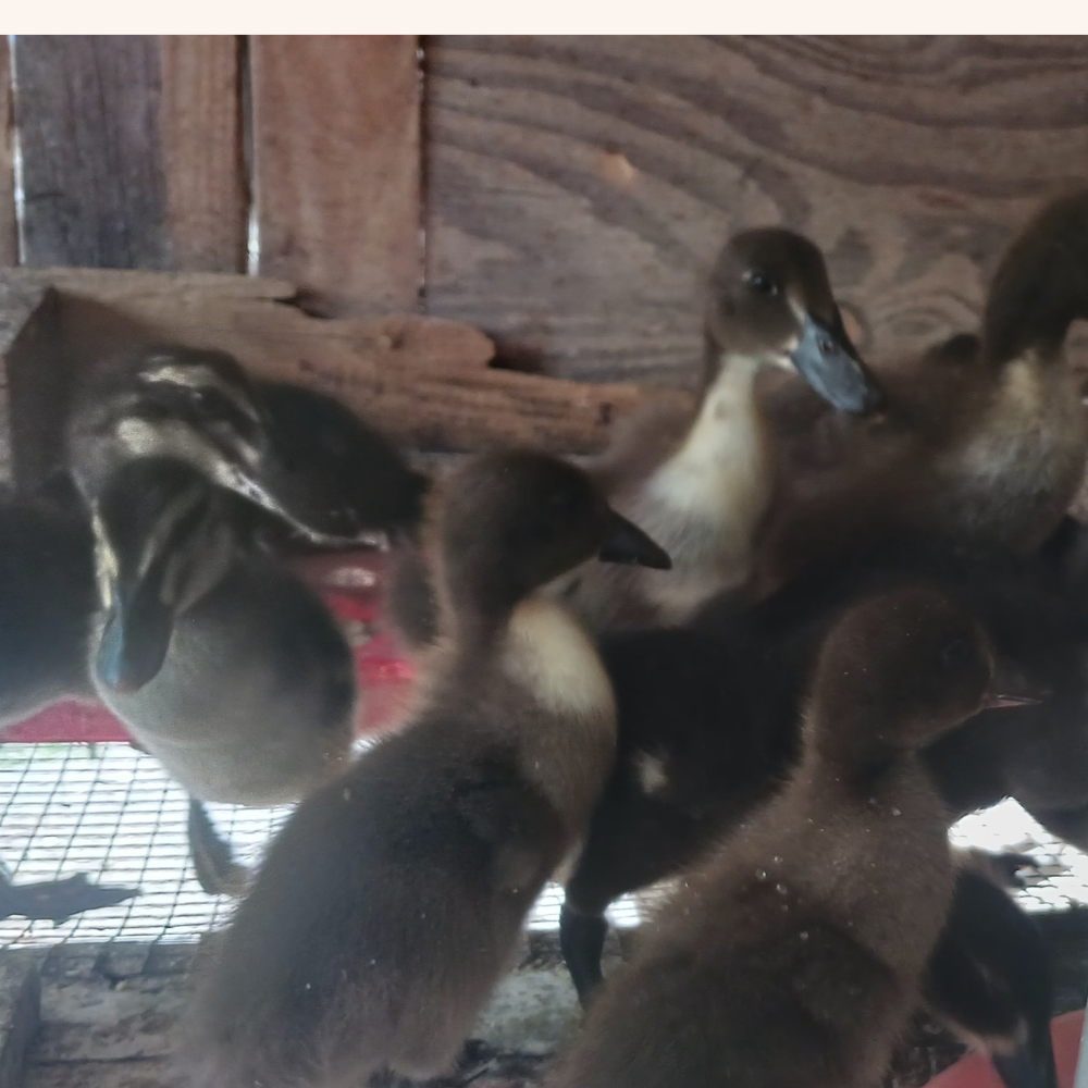 Swedish Pekin cross ducklings