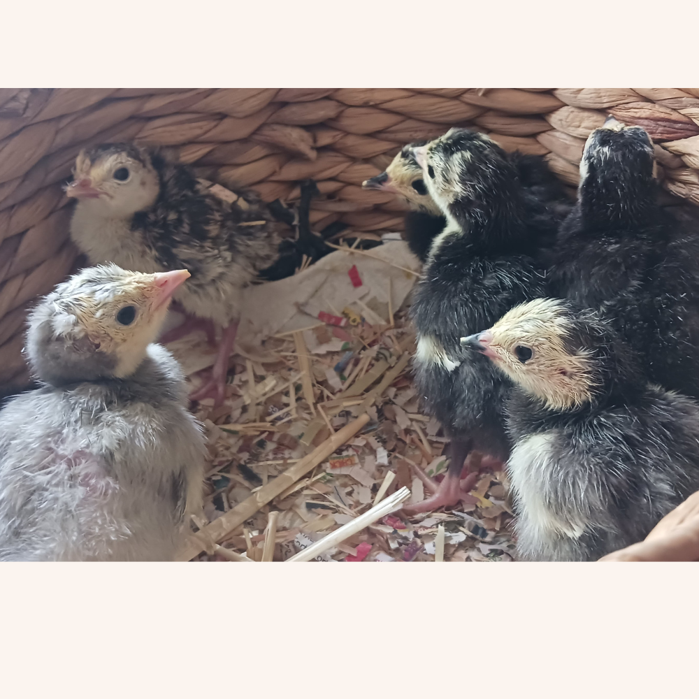 Turkey poults