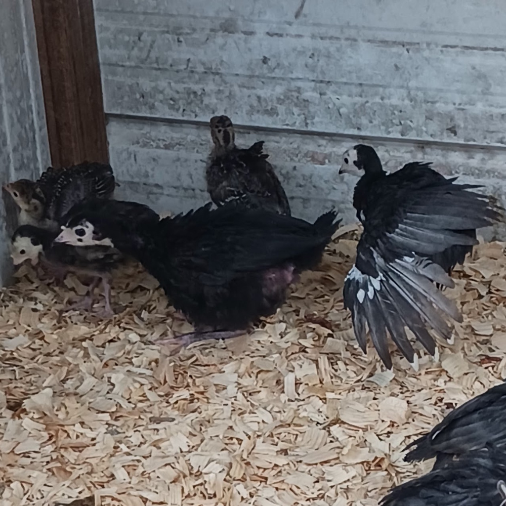 Turkeys on the farm